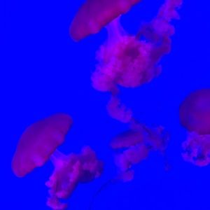 Meet your Posher, Dee